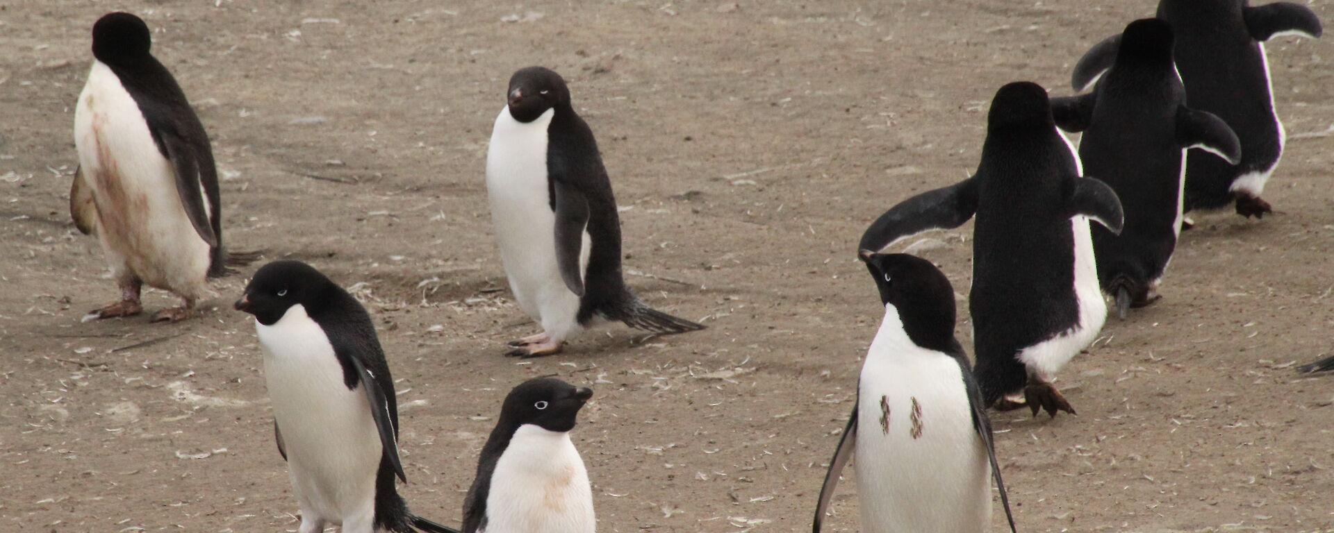 A penguin with the number 11 painted on his chest