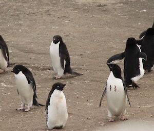 A penguin with the number 11 painted on his chest