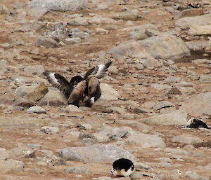 Two Skua birds fighting