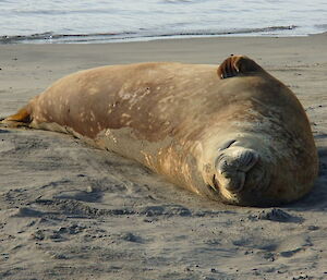 Large male elephant seal lying on the beach in the sun scratching an itch with his front flipper