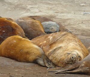 Photo of several elephants seal lying very close to each other all sleeping.