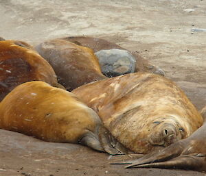 Photo of several elephants seal lying very close to each other all sleeping.