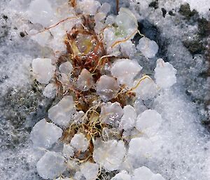 Sea weed with frozen ball of ice making it look like grapes on the vine