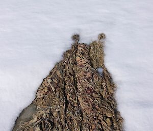 Sea weed laying on the snow in the shape of a bear