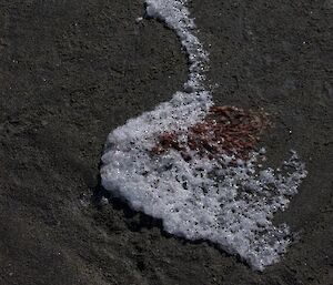 Frozen whit sand and sea weed make the shape of a swan on the beach