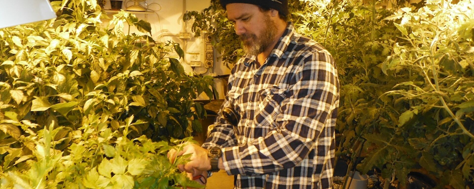 Mark harvesting some fresh herbs