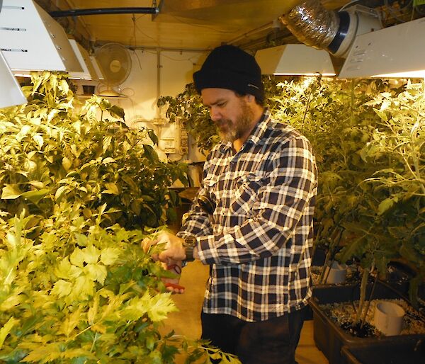 Mark harvesting some fresh herbs