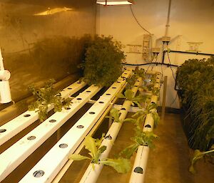 The old plastic growing tubes before being remodelled in the hydroponics room with greenery around
