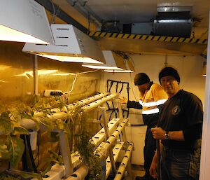 Keith and Jeff making the final adjustments to the new lettuce growing system showing stacks of tubing on left of photo with holes for lettuce to grow from