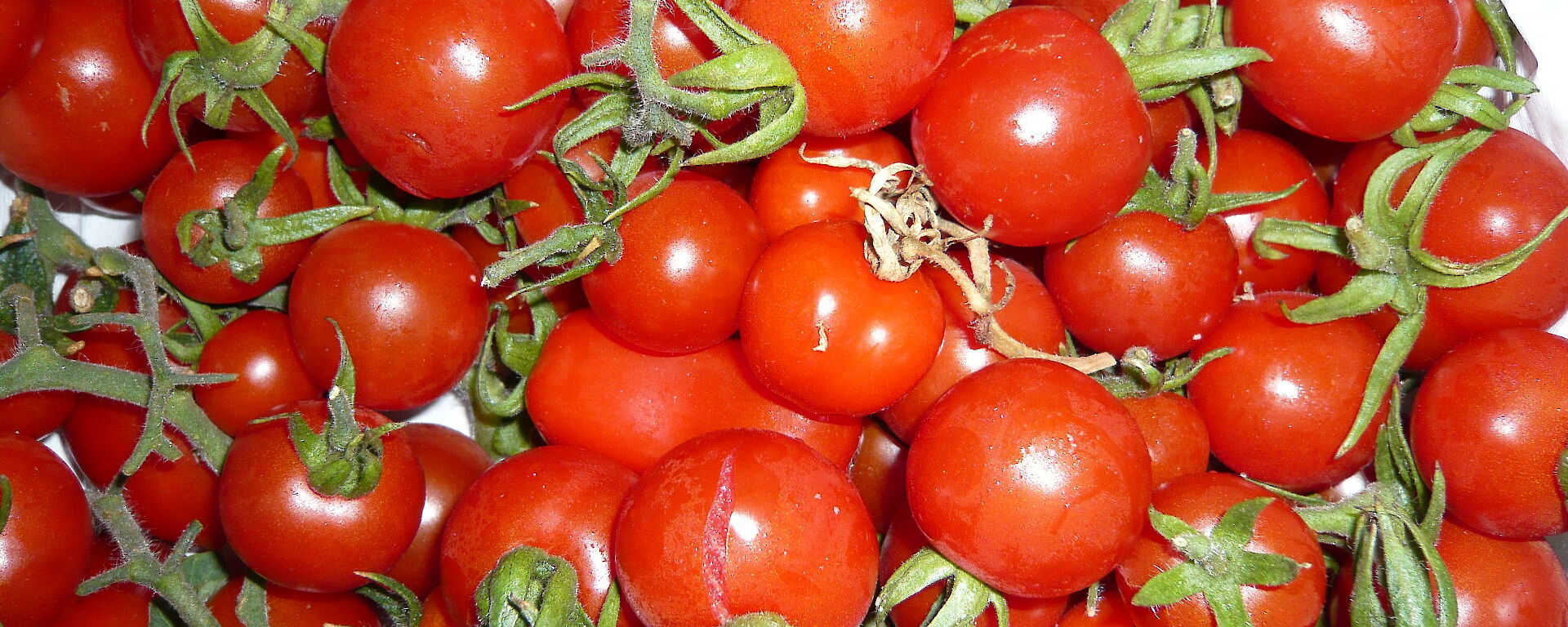Fresh tomatoes from the hydroponics shed