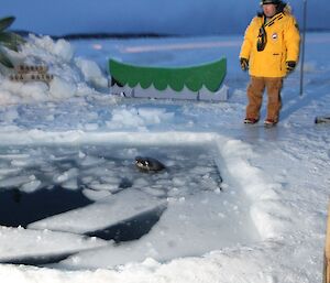 A Weddell seal pokes its head up through the swimming hole