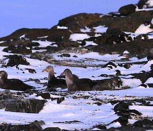 Four Southern Giants Petrels blend into the rocks.