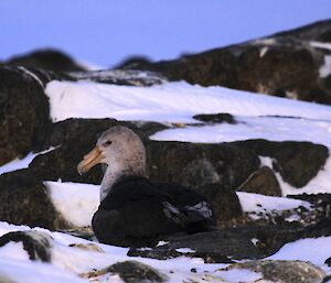 Southern Giant Petrel at rest on Hawker Island