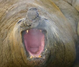A front on photo of a male elephant seal with it mouth wide open
