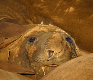 A close up of an elephant seal well into the moulting season with patchwork appearance