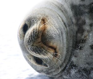 A close up zoom photo of a young Weddell pup