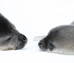 A mother Weddell seal nose to nose with her recently born pup