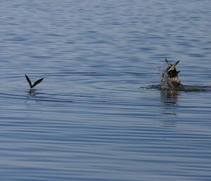 A giant petrel duck diving for food with a Wilson storm petrel skimming the water beside it