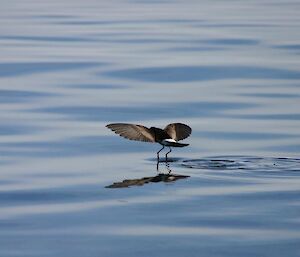 A Wilson storm petrel skimming the top of the water with it feet