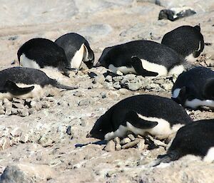 Several Adelie penguins lying on their stony nests