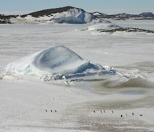 Several Adelie penguins heading out to sea from Gardner Island to hut for food