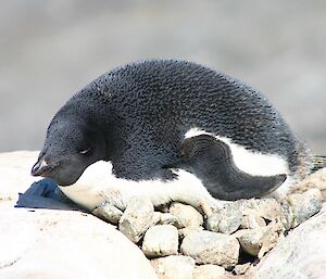 An Adelie penguin lying on its nest made of stones