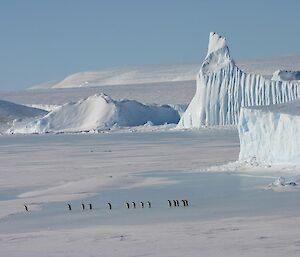 Several penguins all marching in a line with massive ice bergs and the plateau in the background