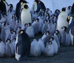 Adult and young emperor penguins at Amanda Bay