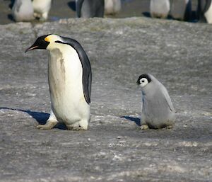 An adult Emperor penguin with its young chick following behind