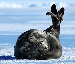 A Weddell seal sunbaking on the sea ice