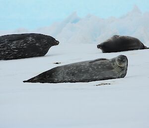 Weddell seals lying on the sea ice