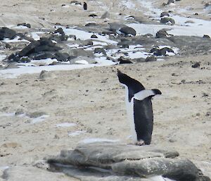 A single Adelie standing up having a big stretch