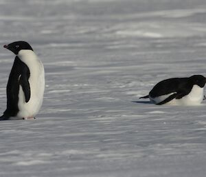 Two Adelie penguins on the sea ice