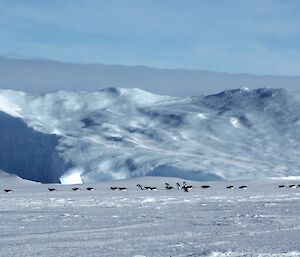 A large number of Adelie penguins all in a row on the sea ice heading towards land with ice bergs in the background