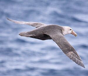 A Giant Petrel flying next to the ship