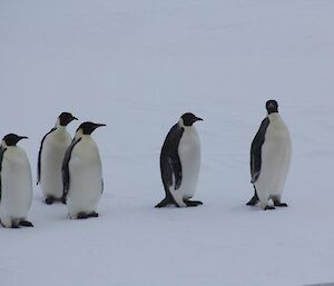 A group of Emperor penguins standing on the ice as the ship passes by