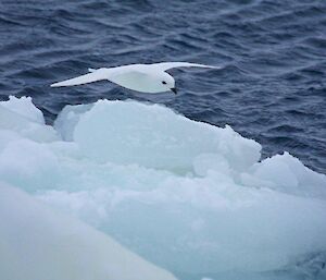 A picture of a snow petrel following the ship at sea