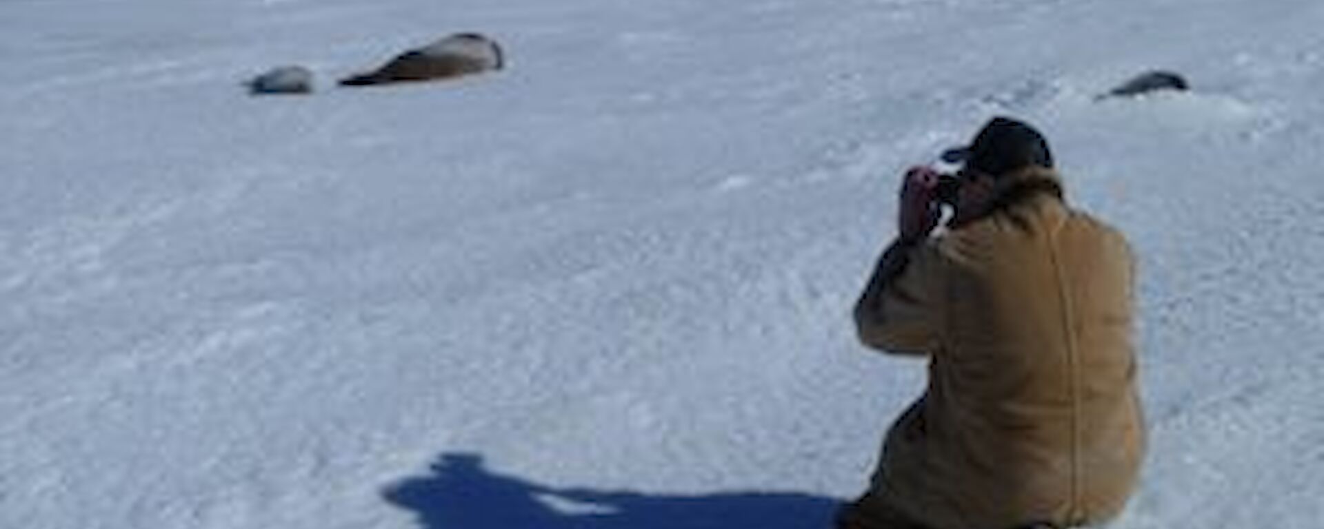 Several Weddell Seals being photographed on the sea ice