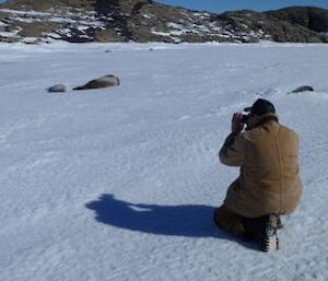 Several Weddell Seals being photographed on the sea ice