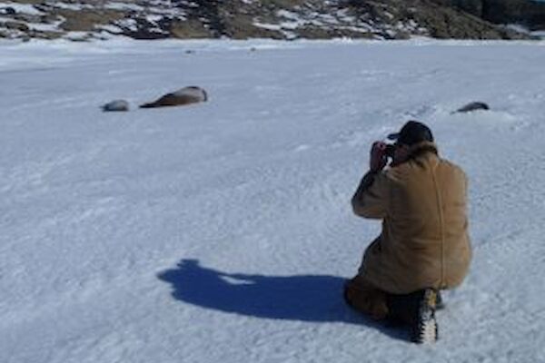 Several Weddell Seals being photographed on the sea ice