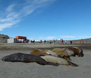 Elephant seals on the beach with cricket being played in the background.