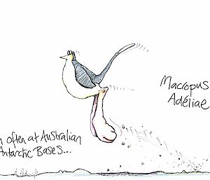 A cartoon of a penguin on kangaroo legs