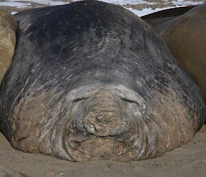 An elephant seal asleep on the beach at Davis