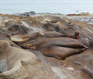A group of seals laying within a rocky outcrop known as the Old Wallow