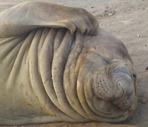 An elephant seal scratching his head with his fins