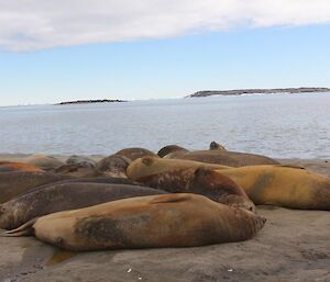 A group of elephant seals sunning on the beah at Davis