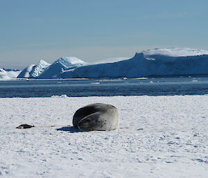 leopard seal resting on an ice flow