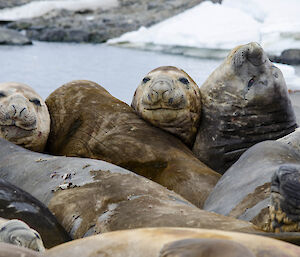 a group of elephant seals lying closely together