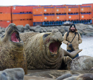 expeditioner watching over 2 large elephant seals