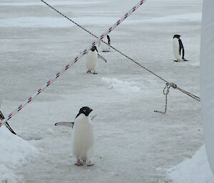 Adelie penguins walking past science tent